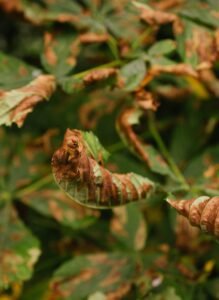 Why Container Plant Leaves Curl