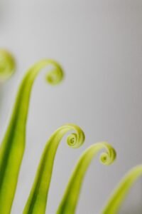 Why Container Plant Leaves Curl