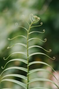 Why Container Plant Leaves Curl