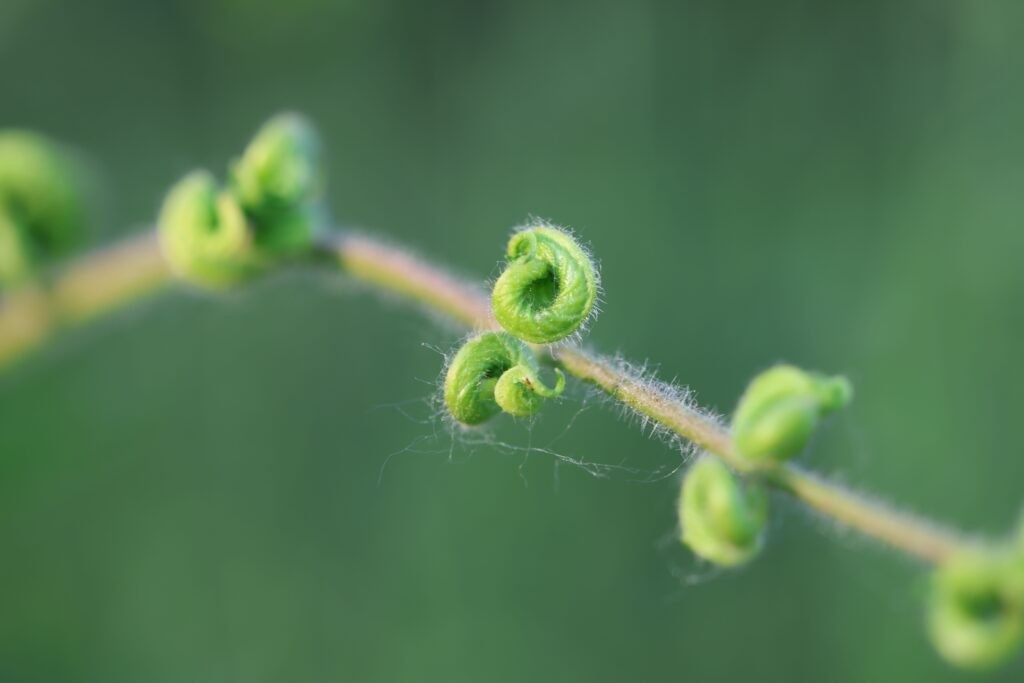 Why Container Plant Leaves Curl