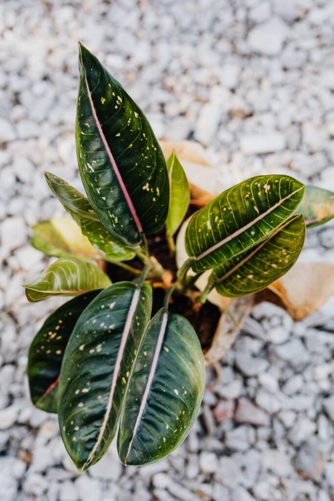 Monsoon rain falling on plants and containers